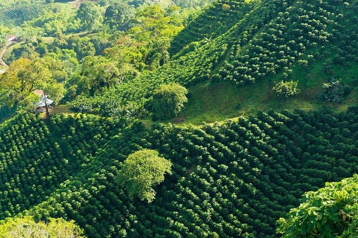 Private Coffee Plantation Tour from Medellín: Organic Farm Visit & Tasting photo 3