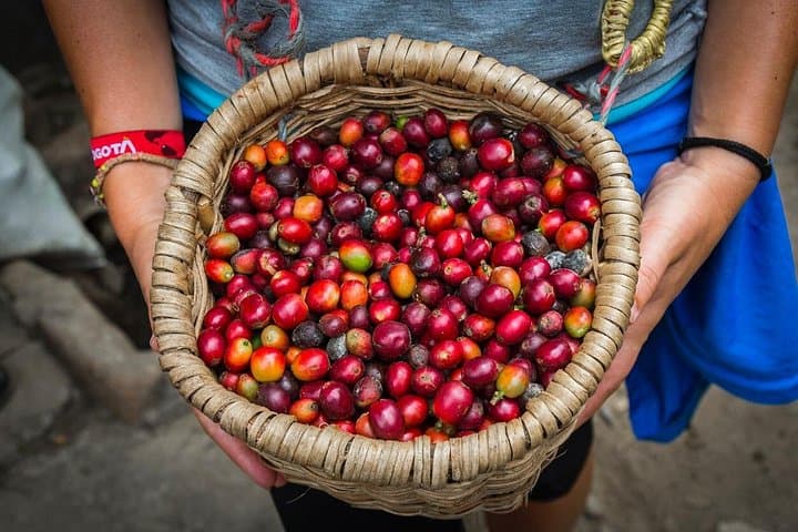 Private Coffee Plantation Tour from Medellín: Organic Farm Visit & Tasting photo 2