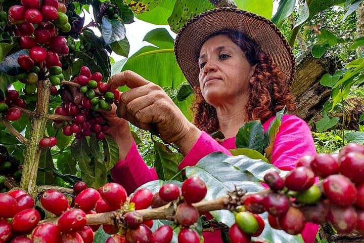 Private Coffee Plantation Tour from Medellín: Organic Farm Visit & Tasting photo 1