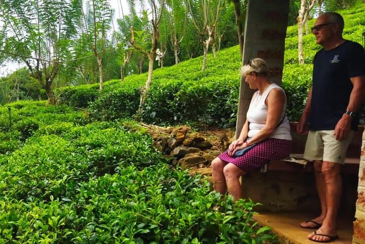 Colombo Shore Excursion to Ingiriya Tea Plantation — Ceylon Tea, Rubber Tapping & City Sights