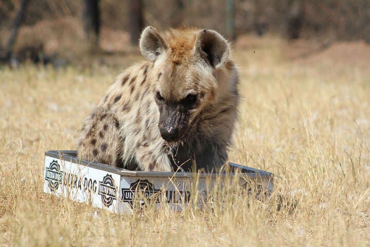Half-Day Tour to Ann van Dyk Cheetah Centre from Pretoria photo 6