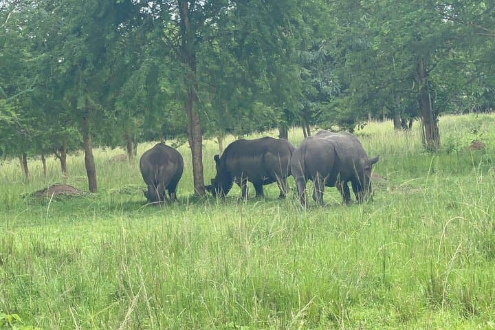 Three Days at Murchison Falls: Chimp Trekking, Rhino Tracking & Nile Boat Safari photo 4