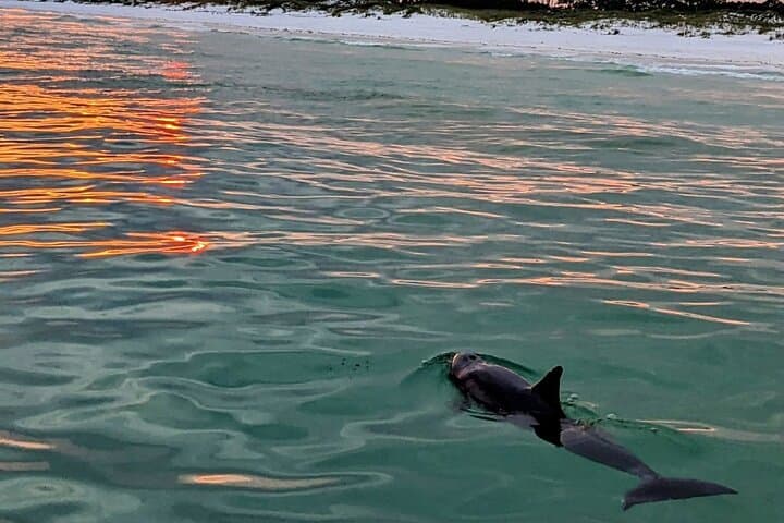 Destin Sunset Cruise: Dolphin-Watching Eco Tour on Choctawhatchee Bay