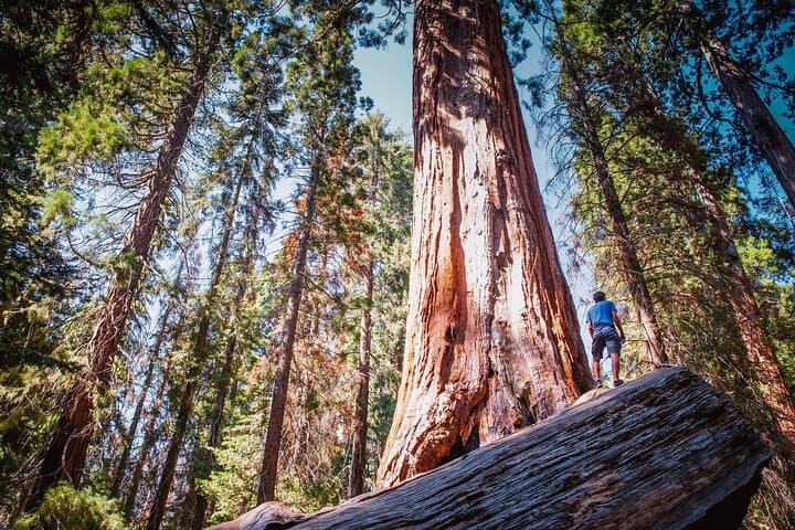 Two-Day Private Tour & Hike in Sequoia and Kings Canyon — Giant Sequoias, Moro Rock & Zumwalt Meadow photo 4