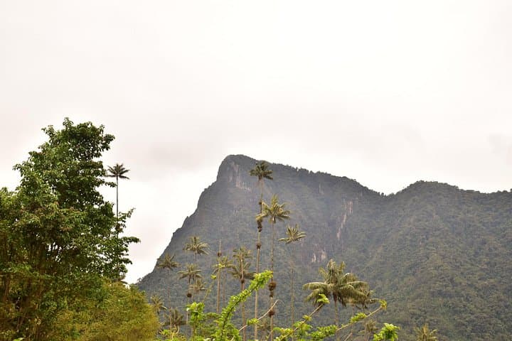 Walk to Finca La Montaña: Cocora Valley Short Tour from Salento photo 4