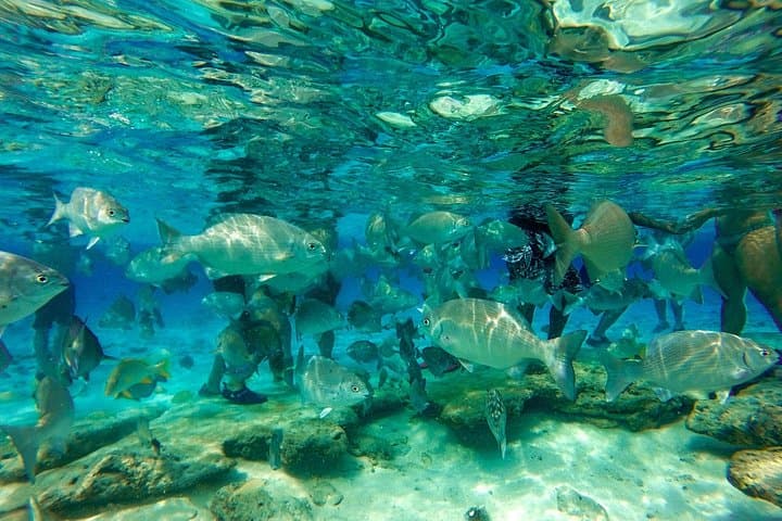 San Andrés Private Scuba Diving Tour — Discover Shallow Coral Reefs with a Local Guide photo 2