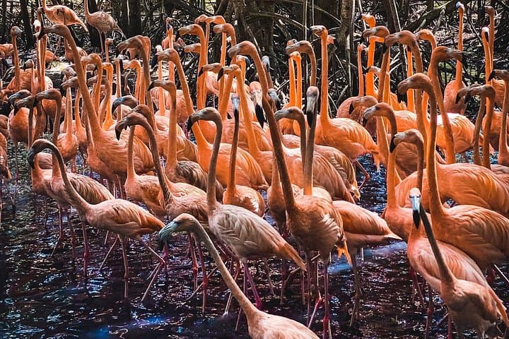National Aviary to Playa Blanca Day Trip — Birds, Trekking & Barú Beach photo 2