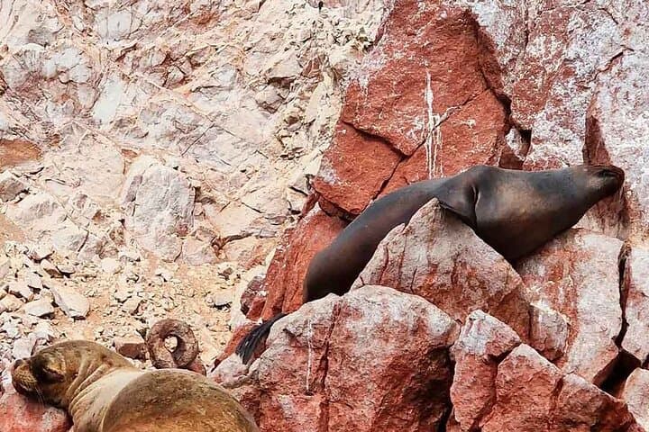 Paracas Ballestas Islands, Ica Winery & Huacachina Dune Buggy Day Trip from Lima photo 3