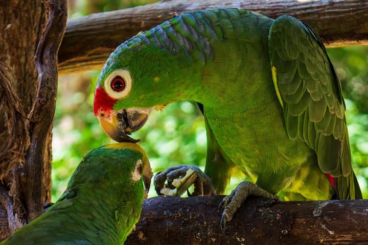 National Aviary to Playa Blanca Day Trip — Birds, Trekking & Barú Beach photo 1