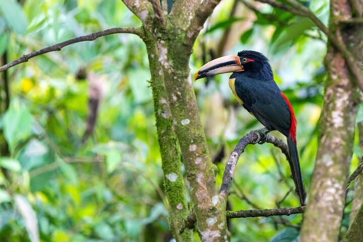 Full-Day Private Tour to Mindo Cloud Forest: Waterfalls, Wildlife & 530m Cable Car