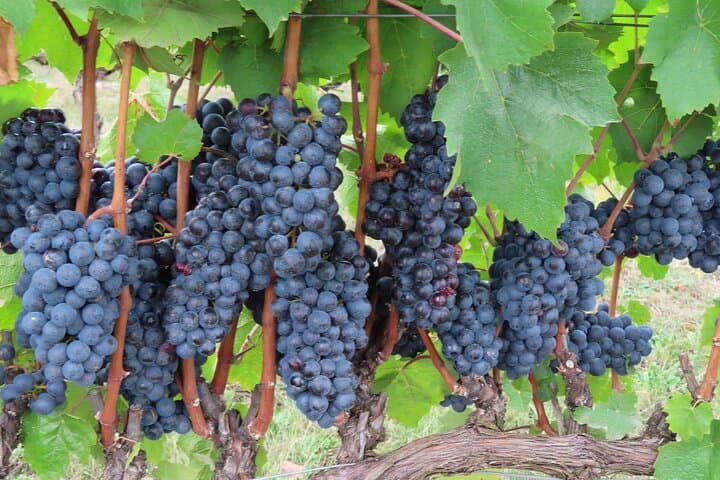Willamette Valley Boutique Winery Tour: Private Tasting & Lunch in McMinnville photo 6