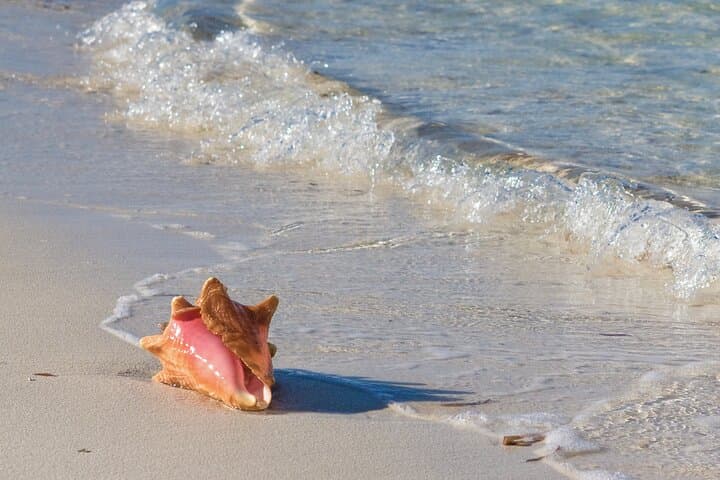 Private Seaside Scavenger Hunt & Conch-Hunting Tour in Providenciales photo 6