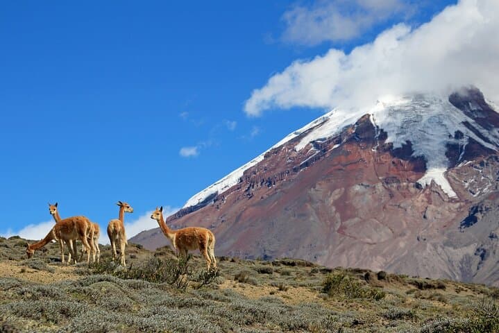 Explore Mount Chimborazo: Full-Day Private Tour from Quito