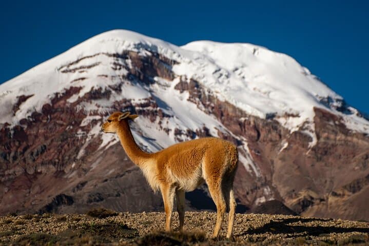 Explore Mount Chimborazo: Full-Day Private Tour from Quito photo 5