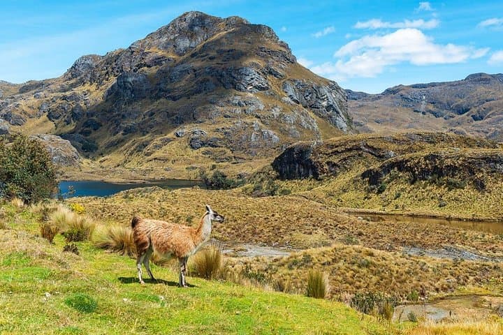 Half-Day Private Tour to Cajas National Park from Cuenca — High Andean Lakes & Polylepis Hike photo 2