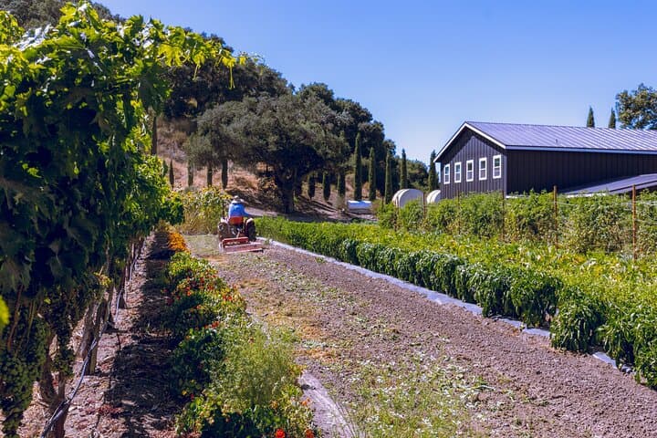 Santa Ynez 3-Winery Tour with Picnic Lunch — Day Trip from Santa Barbara photo 5
