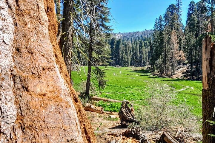 Private Winter Sequoia Tour with Former Park Rangers — 4-Hour Sequoia & Kings Canyon Experience photo 6