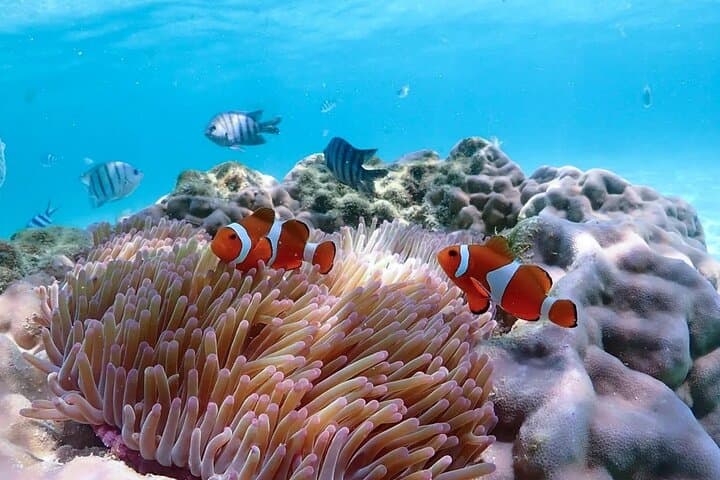 Private Speedboat Snorkeling to Ko Samae San — Pattaya Coral Reefs & Marine Life