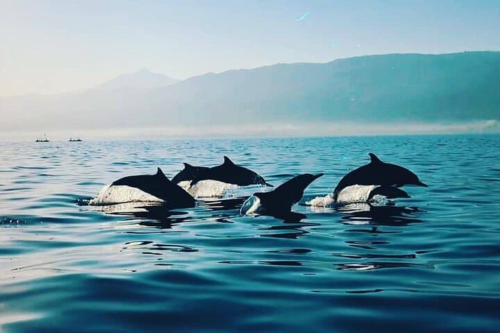 Lovina Sunrise Dolphin Cruise, Gitgit Waterfall & Ulun Danu — Private Day Trip photo 2