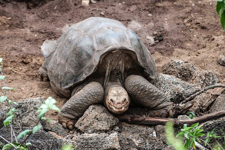 Giant Tortoises Private Tour at Galapagos Frontier Reserve — Santa Cruz Day Trip photo 2