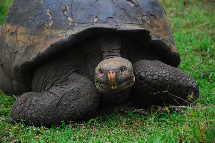 Giant Tortoises Private Tour at Galapagos Frontier Reserve — Santa Cruz Day Trip photo 5
