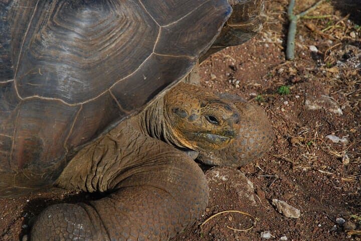 Giant Tortoises Private Tour at Galapagos Frontier Reserve — Santa Cruz Day Trip photo 6