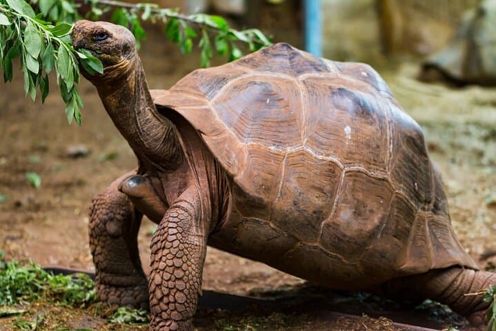 Giant Tortoises Private Tour at Galapagos Frontier Reserve — Santa Cruz Day Trip