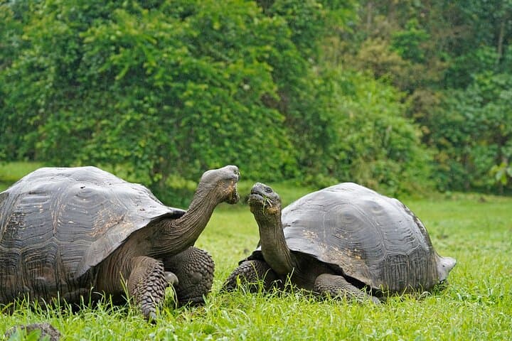 Giant Tortoises Private Tour at Galapagos Frontier Reserve — Santa Cruz Day Trip photo 3