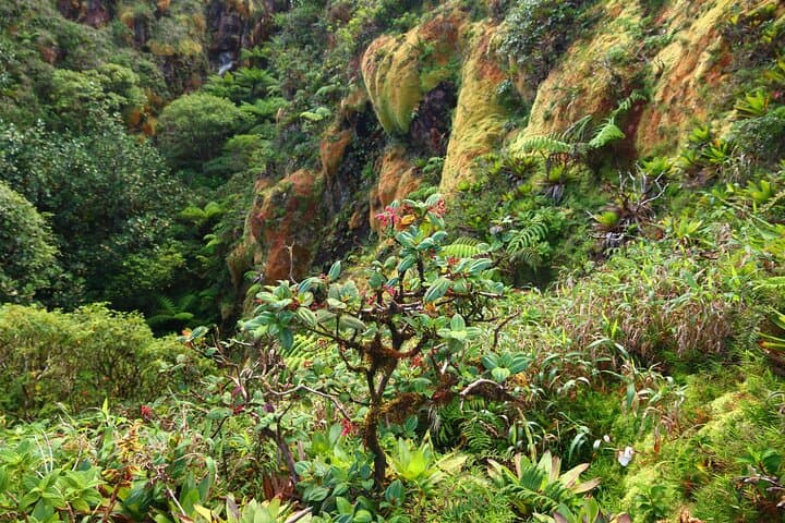 Summit La Soufrière: Private Volcano Hike from Kingstown photo 6