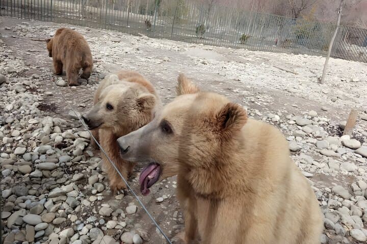 Sabaduri Forest, Chronicles & Jvari: Half-Day Family Tour from Tbilisi photo 3