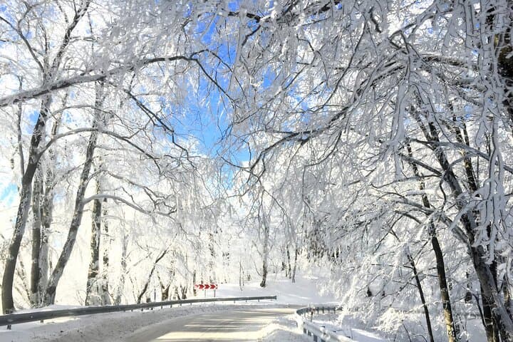 Sabaduri Forest, Chronicles & Jvari: Half-Day Family Tour from Tbilisi