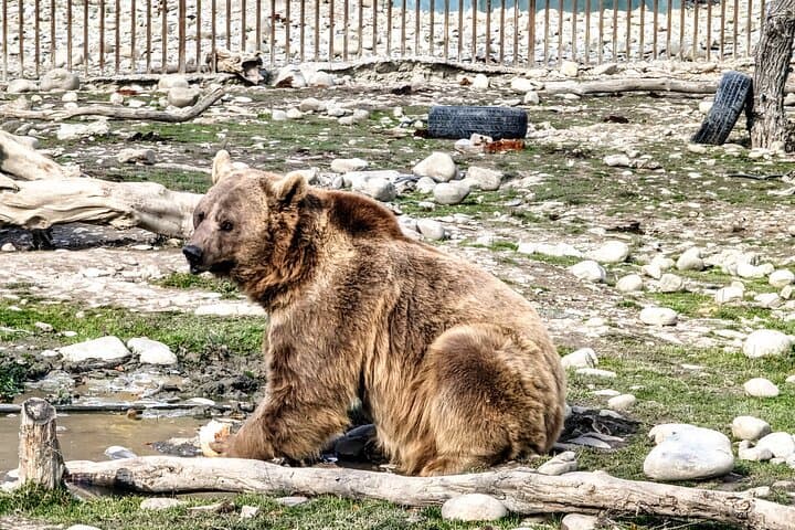 Sabaduri Forest, Chronicles & Jvari: Half-Day Family Tour from Tbilisi photo 5