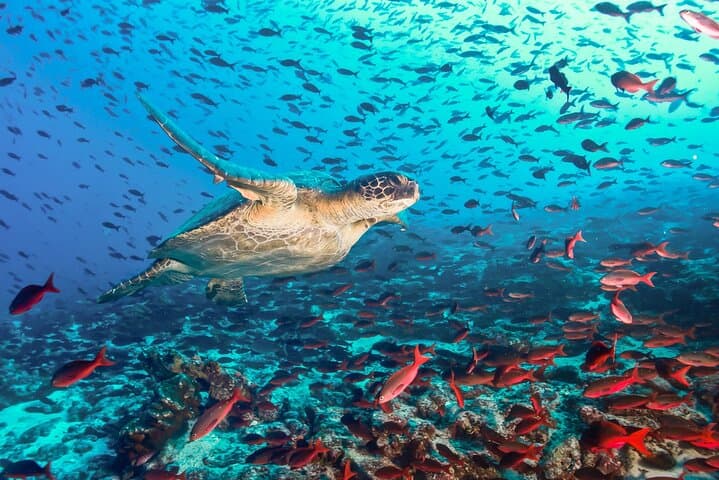 Private Snorkel Tour from San Cristóbal: Kicker Rock, Rosa Blanca & Sardina Bay photo 2