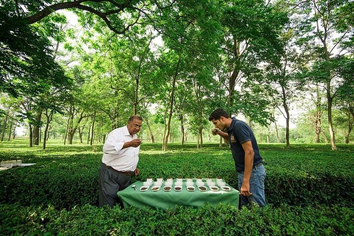 Palampur Tea Gardens, Monasteries & Chamunda Temple: Guided Day Tour from Dharamshala photo 4