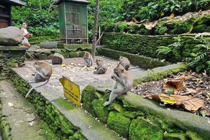 Best of Ubud Private Day Tour: Waterfalls, Temples & Rice Terraces photo 3