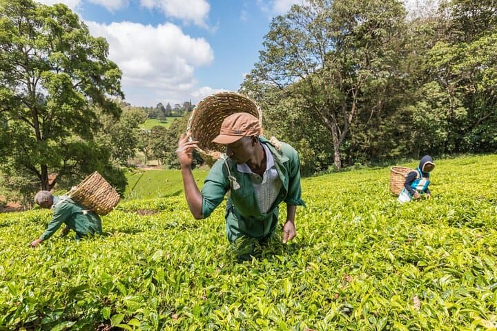 Kiambethu Tea Estate Tour & Farm-to-Table Lunch from Nairobi