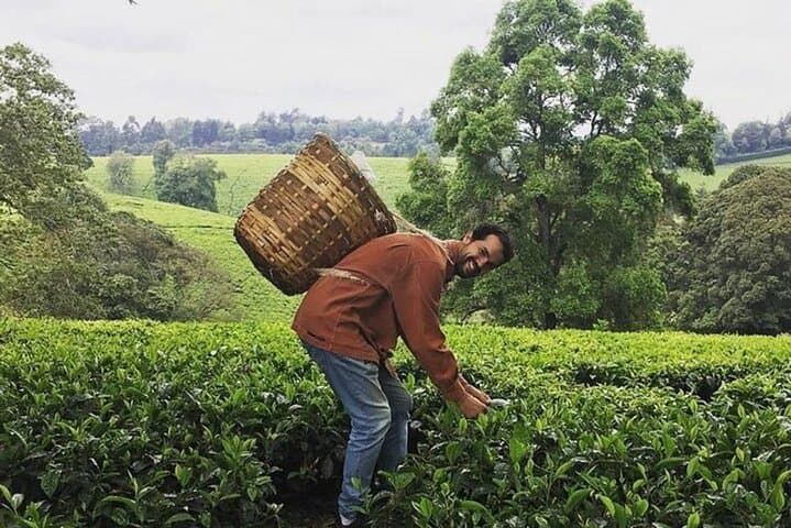 Nairobi to Kiambethu Tea Farm Tour — Day Trip to Limuru’s Tea Fields photo 4