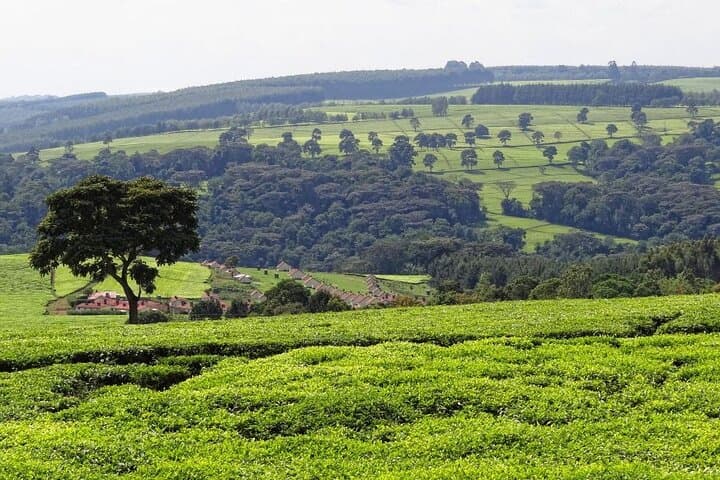 Nairobi to Kiambethu Tea Farm Tour — Day Trip to Limuru’s Tea Fields photo 5