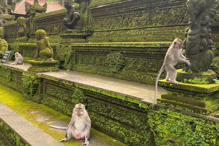 Best of Ubud Private Day Tour: Waterfalls, Temples & Rice Terraces photo 4
