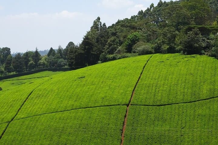 Nairobi to Kiambethu Tea Farm Tour — Day Trip to Limuru’s Tea Fields photo 6