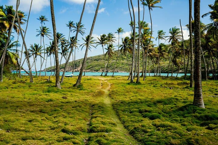 Private St Vincent Half-Day Tour: Kingstown, Fort Charlotte & Wallilabou photo 6