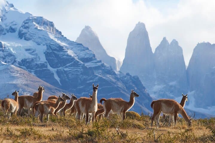 Full-Day Private Tour of Torres del Paine: Salto Grande, Grey Glacier & Cueva del Milodón photo 2