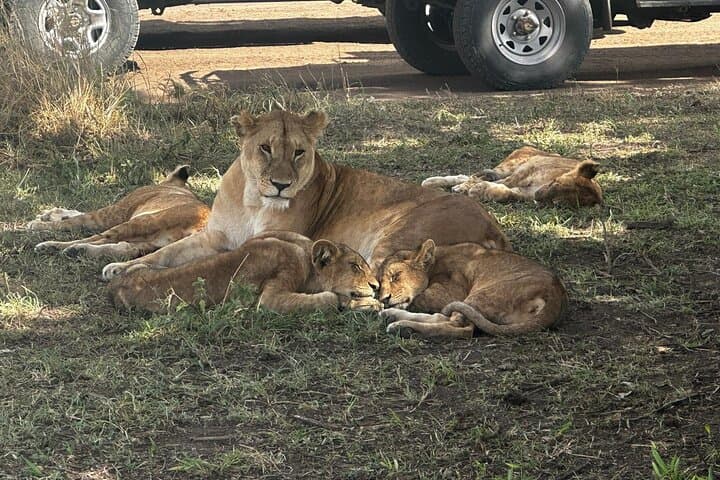 7-Day Big Five Safari in Tanzania: Private Camping Tour to Tarangire, Serengeti & Ngorongoro photo 2