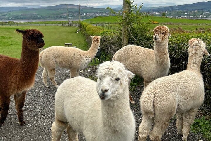 Highland Cows, Alpaca Walk & Scottish Wildlife Centre Day Tour from Edinburgh photo 6