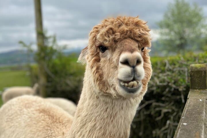 Highland Cows, Alpaca Walk & Scottish Wildlife Centre Day Tour from Edinburgh
