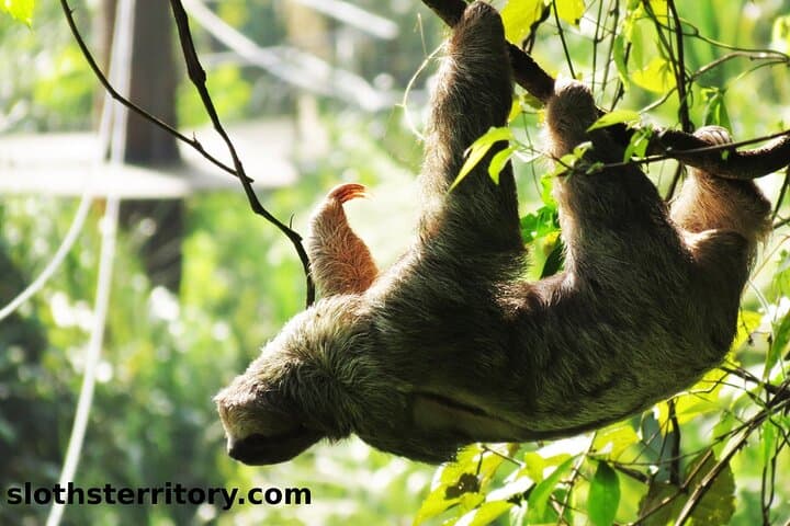 Sloth Watching Tour at Sloth's Territory — La Fortuna Wildlife Hike photo 2