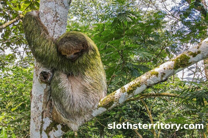 Sloth Watching Tour at Sloth's Territory — La Fortuna Wildlife Hike photo 3