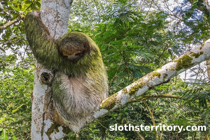 Sloth Watching Tour at Sloth's Territory — La Fortuna Wildlife Hike photo 4