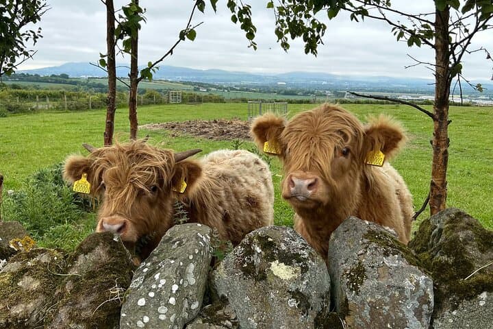 Highland Cows, Alpaca Walk & Scottish Wildlife Centre Day Tour from Edinburgh photo 3