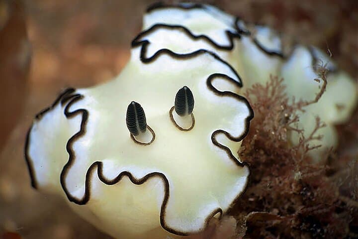 Private Scuba Diving Initiation in Koh Phangan — Pool to Reef with a Licensed Guide photo 2